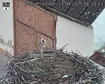 Capi_Dubne_20250413_061003.jpg