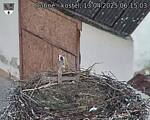 Capi_Dubne_20250413_061503.jpg