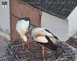 Capi_Dubne_20250413_062002.jpg