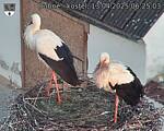 Capi_Dubne_20250413_062503.jpg