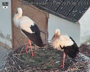 Capi_Dubne_20250413_062503.jpg (1350 x 1080)