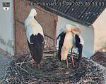 Capi_Dubne_20250413_063003.jpg