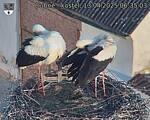 Capi_Dubne_20250413_063503.jpg