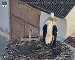 Capi_Dubne_20250413_064503.jpg