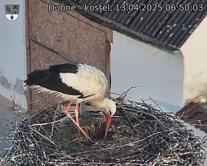 Capi_Dubne_20250413_065003.jpg (1350 x 1080)