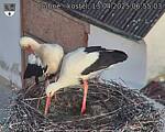 Capi_Dubne_20250413_065503.jpg
