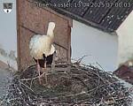 Capi_Dubne_20250413_070003.jpg