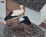 Capi_Dubne_20250413_070503.jpg
