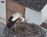 Capi_Dubne_20250413_071003.jpg
