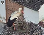 Capi_Dubne_20250413_071503.jpg