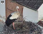 Capi_Dubne_20250413_072003.jpg
