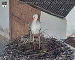 Capi_Dubne_20250413_073003.jpg