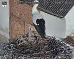 Capi_Dubne_20250413_073503.jpg