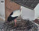 Capi_Dubne_20250413_074003.jpg