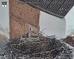 Capi_Dubne_20250413_074503.jpg