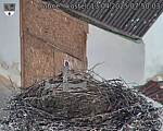 Capi_Dubne_20250413_075003.jpg