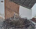 Capi_Dubne_20250413_075503.jpg