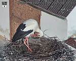 Capi_Dubne_20250413_080503.jpg