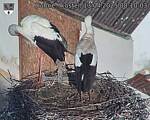 Capi_Dubne_20250413_081004.jpg