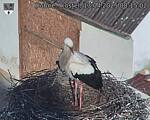 Capi_Dubne_20250413_081502.jpg