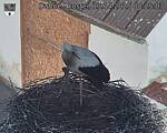Capi_Dubne_20250413_082503.jpg