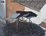 Capi_Dubne_20250413_083003.jpg