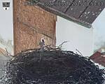 Capi_Dubne_20250413_085003.jpg