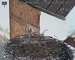Capi_Dubne_20250413_090003.jpg