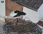 Capi_Dubne_20250413_091003.jpg