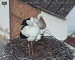 Capi_Dubne_20250413_093003.jpg
