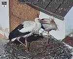 Capi_Dubne_20250413_093503.jpg