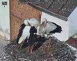 Capi_Dubne_20250413_094003.jpg