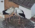 Capi_Dubne_20250413_094503.jpg