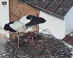 Capi_Dubne_20250413_095002.jpg