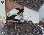 Capi_Dubne_20250413_100003.jpg