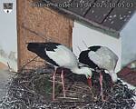 Capi_Dubne_20250413_100503.jpg