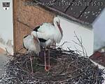 Capi_Dubne_20250413_101503.jpg