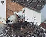 Capi_Dubne_20250413_102002.jpg