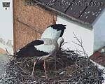 Capi_Dubne_20250413_102503.jpg