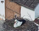 Capi_Dubne_20250413_103003.jpg