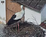Capi_Dubne_20250413_104503.jpg