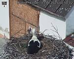 Capi_Dubne_20250413_105002.jpg