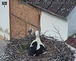 Capi_Dubne_20250413_105502.jpg
