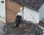 Capi_Dubne_20250413_111003.jpg