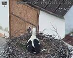 Capi_Dubne_20250413_111502.jpg