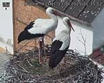 Capi_Dubne_20250413_113502.jpg