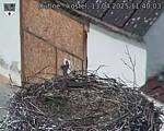 Capi_Dubne_20250413_114003.jpg