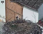 Capi_Dubne_20250413_115003.jpg