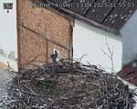 Capi_Dubne_20250413_115503.jpg