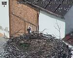 Capi_Dubne_20250413_120003.jpg